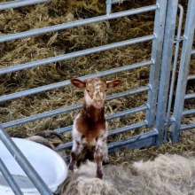 Lammetjesdag in Orvelte