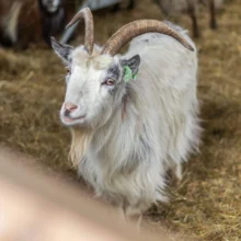 Kennismaking met schaapherder Neils Tiktak
