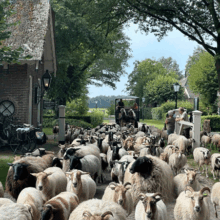 Het ‘Rondje Dorp’ met de Orvelter schaapskudde